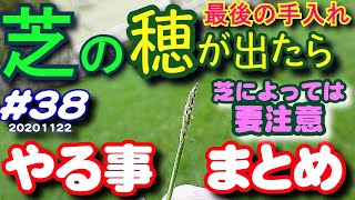 芝の穂の対処 TM9の先祖返りとは何か？ 詳しく解説 芝活202038 今年の芝生最後の手入れ [upl. by Ahsinna]