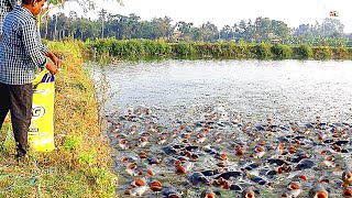 Tilapia Fish Farming  How to Feed Monosex Tilapia [upl. by Nayb735]