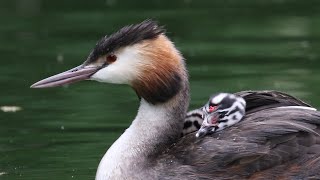 Great Crested Grebe Chicks Take a Ride  British Birding [upl. by Nimajaneb750]