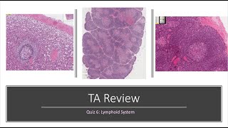 Histology Basics TA Review Lymphoid System [upl. by Reedy]