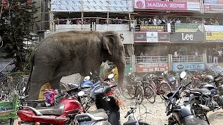 Elephant goes crazy in India [upl. by Belsky]