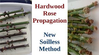 Hardwood Rose Propagation New Soilless Method [upl. by Philander]