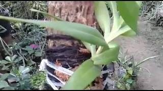 Mounting Orchid on the wood  Aerides odorata var Alba  How to mount orchid [upl. by Enella]