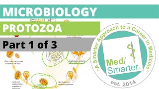 Protozoa  Microbiology  USMLE STEP 1  Part 1 of 3 [upl. by Abagael]