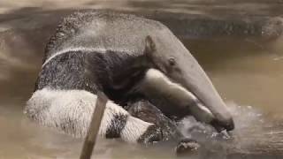 Amazing Giant Anteater [upl. by Ecineg958]