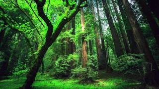 Peru Amazon Ayahuasca Shamanic Songs [upl. by Eglantine]