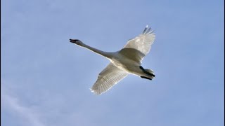 Skagits Trumpeter Swans [upl. by Smitt]