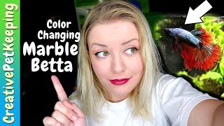 Why betta fish change color 💛💚💙💜 Marble Bettas [upl. by Goltz]