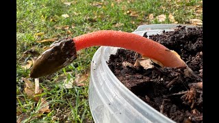 Phallus rubicundus emerging timelapse [upl. by Rednirah]