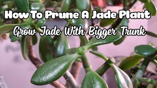 How To Prune And Propagate A Jade Plant  Get Thicker Trunk [upl. by Honeyman516]