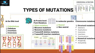 mtDNA FullSequence Tests for Family History [upl. by Nwahsor]