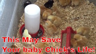 How to raise baby chicks [upl. by Bainbridge]