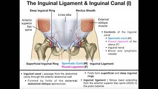 Difference Between Tendon and Ligament [upl. by Araed]