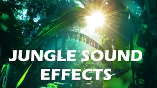 Jungle and Rainforest Sound Effects  Tropical Forest Ambiences from Costa Rica [upl. by Leotie]