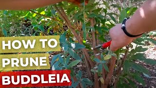 How to prune Buddleia [upl. by Pfeffer]