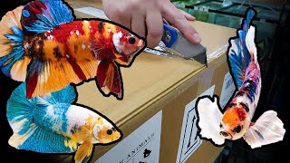 HUGE Betta fish UNBOXING Over 500 bettas [upl. by Nathanoj687]