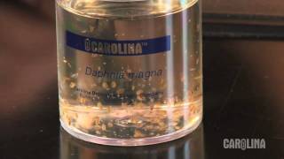 How to Care for Daphnia [upl. by Ainesell]