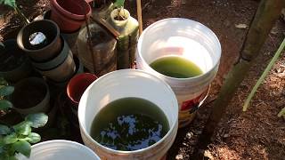 How to grow Green Water Algae [upl. by Kcerred801]