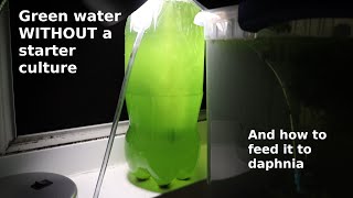 Green Water WITHOUT a Starter Culture  From Scratch  How To [upl. by Gibrian]