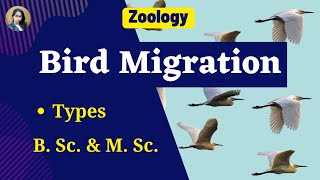 Bird Migration in Hindi II B Sc amp M Sc II Zoology [upl. by Sifan]