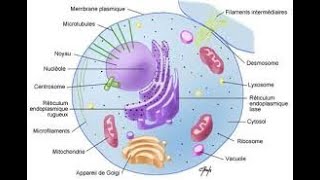 Introduction à la cytologie [upl. by Hausmann]