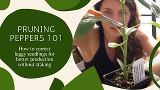 Pruning Peppers 101 [upl. by Sharleen]