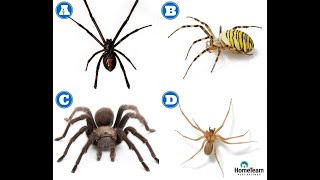 How to Identify Dangerous Spiders  HomeTeam Pest Defense [upl. by Acemaj]