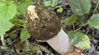 Phallus impudicus Mushroom Identification [upl. by Oberstone]