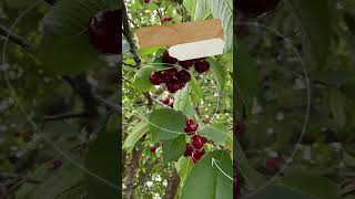 Sweet Cherry tree facts Short [upl. by Aserat]