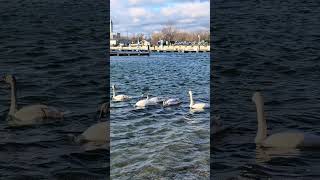 A Trumpeter Swan Family [upl. by Trebbor]