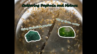 How To Culture Daphnia and Moinas using Green Water Spirulina powder [upl. by Leonore]