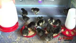 Chicken Brooder  Guide to Brooding Chicks [upl. by Caputo]