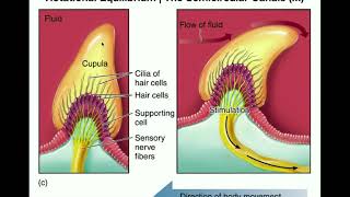 Anatomy  Physiology of the Semicircular Canals [upl. by Mose]