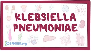 Klebsiella pneumoniae  an Osmosis Preview [upl. by Nyladgam529]