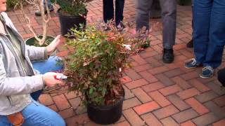 Pruning Nandina [upl. by Aliek]