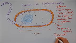 Structure cellulaire 4  La cellule procaryote [upl. by Eciryt894]