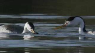 Life  Clarks Grebe The Courtship Dance  BBC One [upl. by Roi]