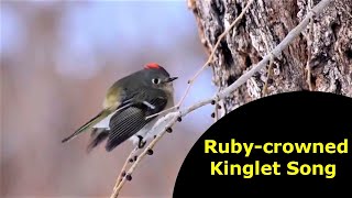 Rubycrowned Kinglet Song [upl. by Favin]