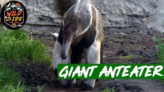 Giant Anteater Facts [upl. by Edasalof]