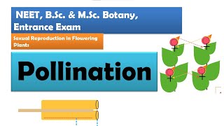 Pollination in Flowering plants  NEET BSc amp MSc Botany [upl. by Decato]