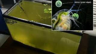 Raising Daphnia for the Freshwater Aquarium [upl. by Leifeste]