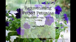 How to Prune Petunias when they get leggy [upl. by Montanez]