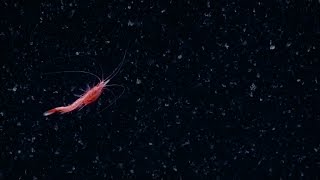 Spectacular Swimming Shrimp  Nautilus Live [upl. by Irma]