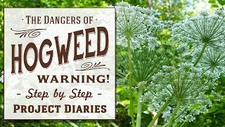 ★ How to Identify Hogweed Britains most dangerous plant Heracleum Mantegazzianum [upl. by Keelin]