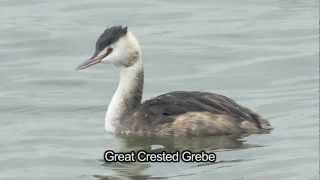 BTO Bird ID  Winter Grebes [upl. by Phip]