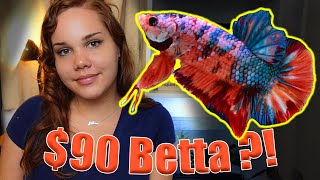 GIANT Betta Fish Unboxing  My BIGGEST Betta Yet [upl. by Safoelc589]