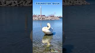 Trumpeter Swan Toronto [upl. by Sllew947]