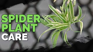 Spider Plant Care How To Grow Chlorophytum Comosum [upl. by Aicala669]