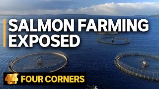 Salmon farming exposed Does the industry’s ‘green image’ stack up  Four Corners [upl. by Nuahsar687]