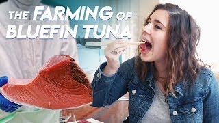 The Farming of Bluefin Tuna  Foodbeast Doc [upl. by Bay242]